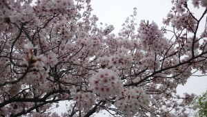 桜の木縮小